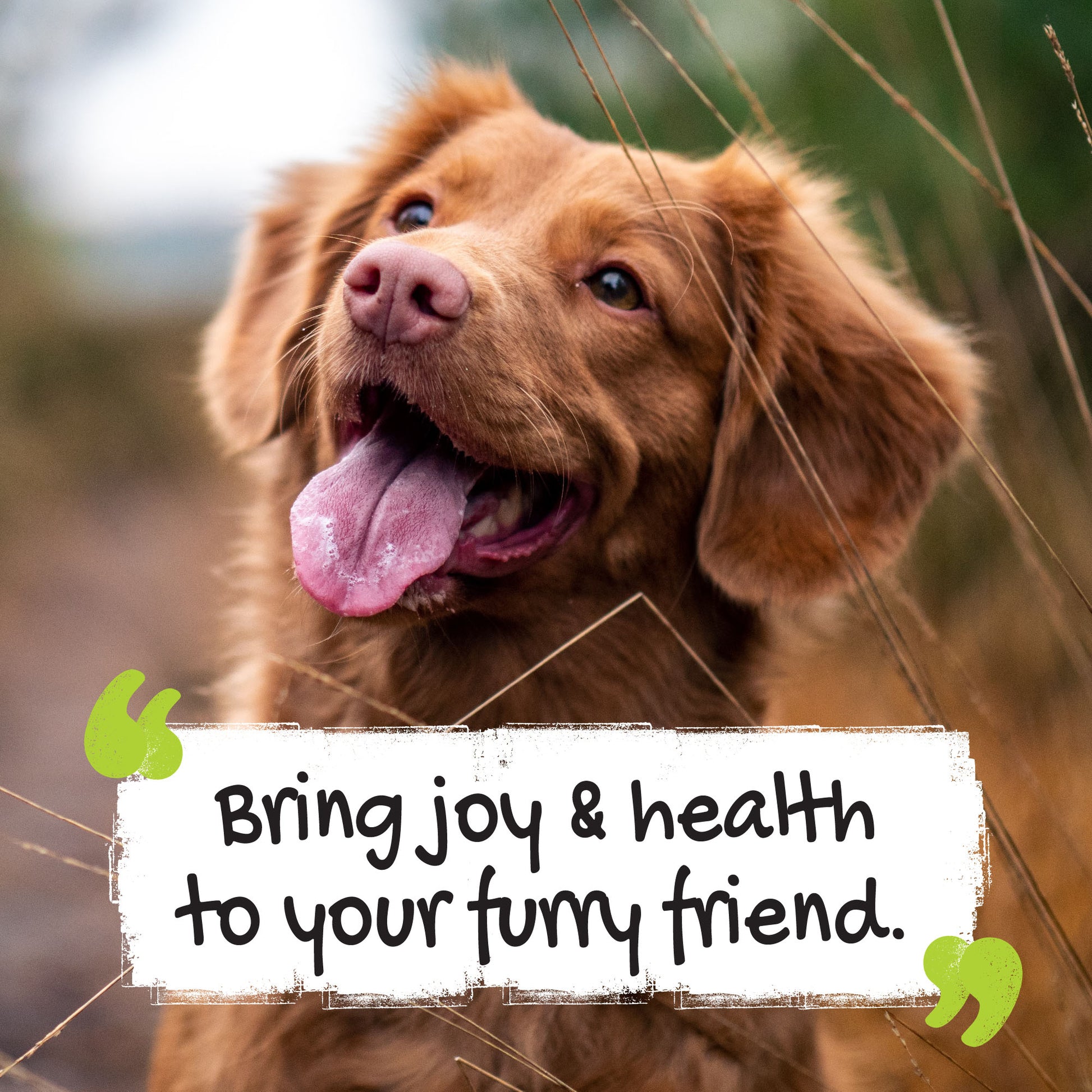 Bring joy and health to furry friend