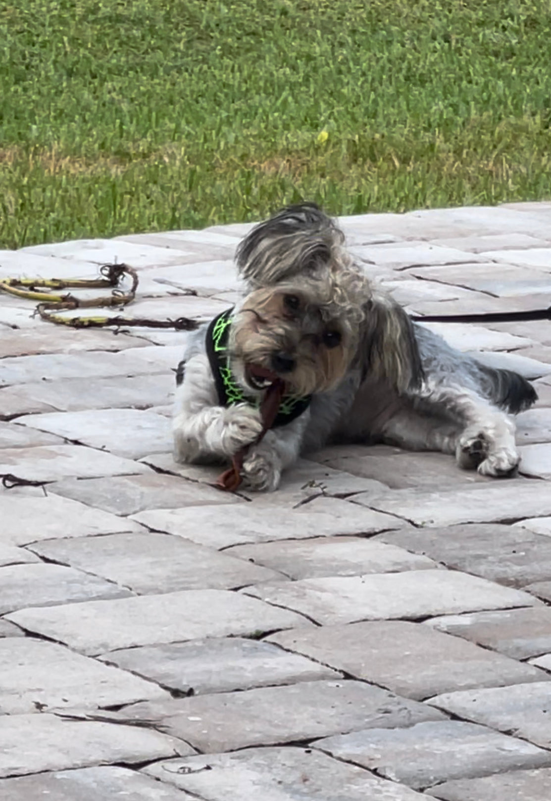 Small dog enjoying chewer's dog treats