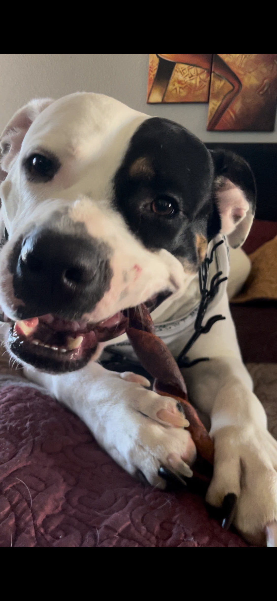 Chewer's Joy  Bite the Gullet, Gullet Sticks  - 5oz, Natural Source of Collagen, Chondroitin, and Glucosamine, a Great Treat for Joint Health. Fully Digestible for Sensitive Stomachs. Supports Dental Hygiene. Boost Digestive System. High in Protein.