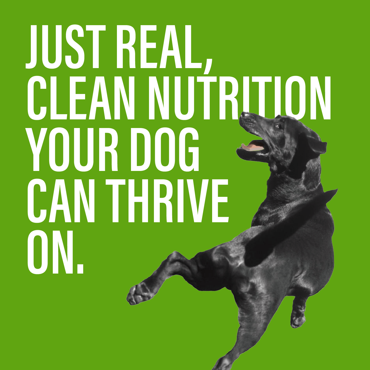 Variety Pack Dinner for Dogs – 4 Flavors