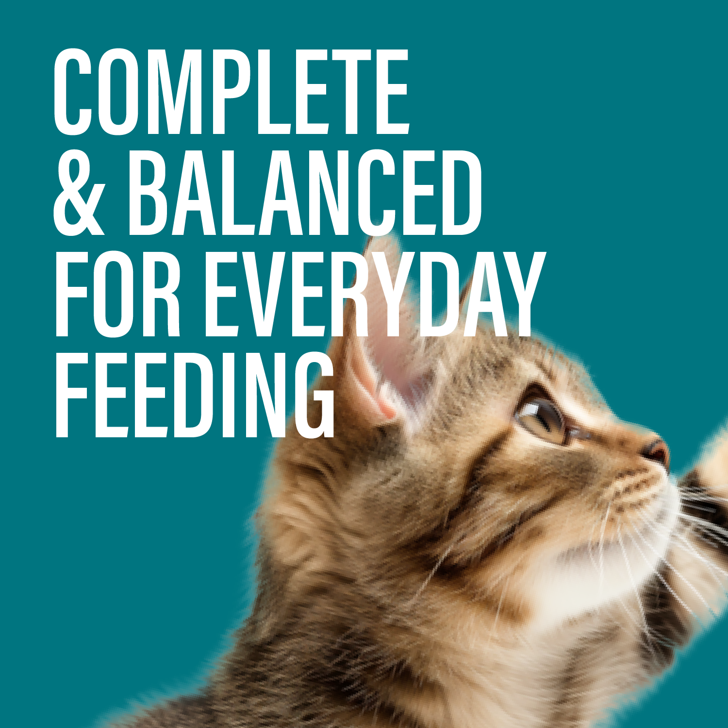 Variety Pack Dinner for Cats – 3 Flavors